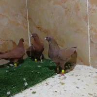 کفتر|پرنده|یزد, |دیوار