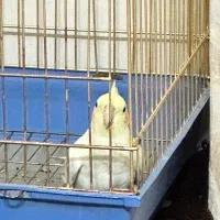 واگذاری عروس هلندی