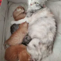 بچه گربه میکس