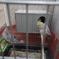 عروس هلندی|پرنده|پردیس, فاز ۴|دیوار