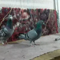 کفتر|پرنده|تبریز, |دیوار