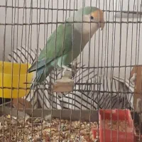 پرنده کوتوله برزیلی،جنسیتش نره آماده بالغ