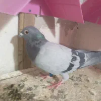 کبوتر پلاکی