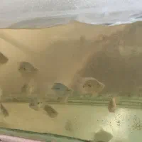 ماهی زینتی گوپی، تگزاسی، ماکرو، شمشیری و مولی|ماهی|نجف‌آباد, امام خمینی|دیوار