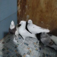 پنج عدد کفتر گرفتنی|پرنده|خمینی‌شهر, |دیوار