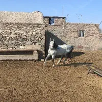 اسب عرب اصیل و شناسنامهدار|اسب و تجهیزات اسبسواری|قم, پردیسان|دیوار