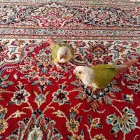 گرینچیک دستی