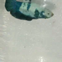 فروش ماهی فایتر پلاکت نر و ماده زیر قیمت