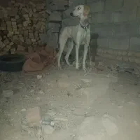 تازی ماده درجه یک