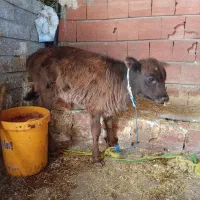 گوساله ماده فروشی|حیوانات مزرعه|ارشق, |دیوار