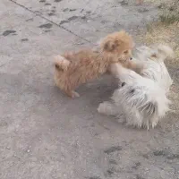 پاکوتاه قهوه‌ای رنگ فروشی یه پا شکسته