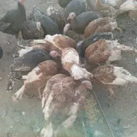 بوقلمون محلی کشتنی ماده تخمی وجوجه|حیوانات مزرعه|خواف, |دیوار