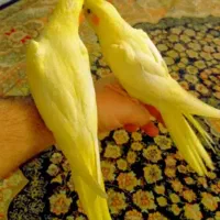 تعدادی عروس هلندی جفتی وتکی|پرنده|شیراز, گویم|دیوار