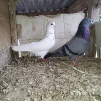 کبوتره خوب،