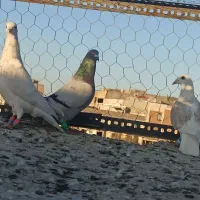 گرفتنی قلدور|پرنده|تربت‌حیدریه, قائم|دیوار