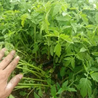 نهال گوجه