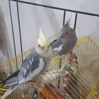 عروس هلندی مولد سخنگو|پرنده|شهرکرد, |دیوار