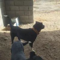 توله سگ قدرجونی اصل