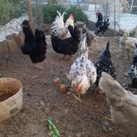 تخم مرغ نطفه دارگلین|حیوانات مزرعه|رفسنجان, |دیوار