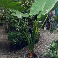 گلخانه اکسیژن