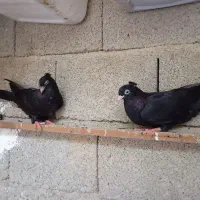جوجه سیاه آبادانی و شاهبال