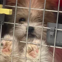 شتیزو فلت ۳ ماهه