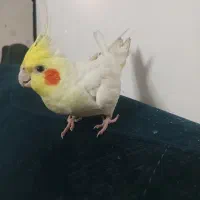 عروس هلندی سخنگو