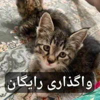 واگذاری رایگان تعدادی گربه