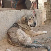 سگ پژدر