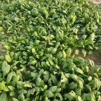 اسفناج و شوید تازه