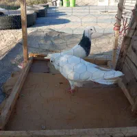 طوقی|پرنده|سنقر, |دیوار