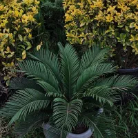 باغ گل و گیاه