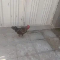 خروس