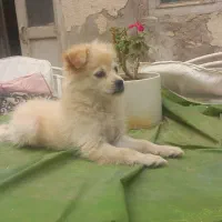 توله ۴ماه پامرشیتزو