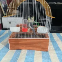 عروس هلندی|پرنده|کردکوی, |دیوار