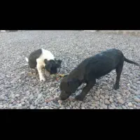 واگذاری|سگ|بم, |دیوار