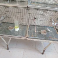 فنچ نرگسی|پرنده|کرج, کیانمهر|دیوار