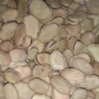 باقالی سوریه وبهشهر