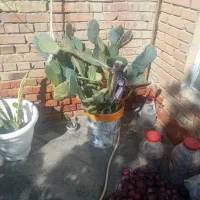 گل کاکتوس بزرگ