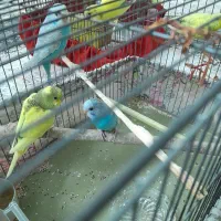 مرغ عشق دونه ای ۱۳۰|پرنده|قزوین, |دیوار