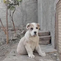 توله آلابای روسی|سگ|تهران, وردآورد|دیوار