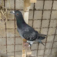 کبوتر دو تا ماده