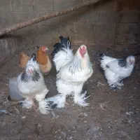 فروش تخم برهما