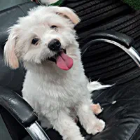 سگ مالتیز کراس عروسکی|سگ|فردوس (خراسان), |دیوار