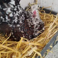 مرغ گلین|حیوانات مزرعه|جوکار, |دیوار