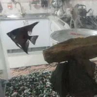 آنجل