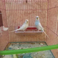 ساعت مچی مرغ عشق