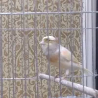 قناری ماده ابلق سبز سیلور مست ببر جفت کن