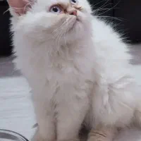 بچه گربه هیمالین رد پوینت
