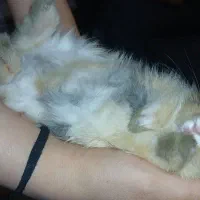 خرگوش جرسی|موش و خرگوش|فردیس, منظریه|دیوار